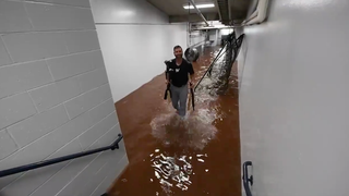 Heroic Bullpen Catcher Rescues Helpless Bats From Ballpark Flood